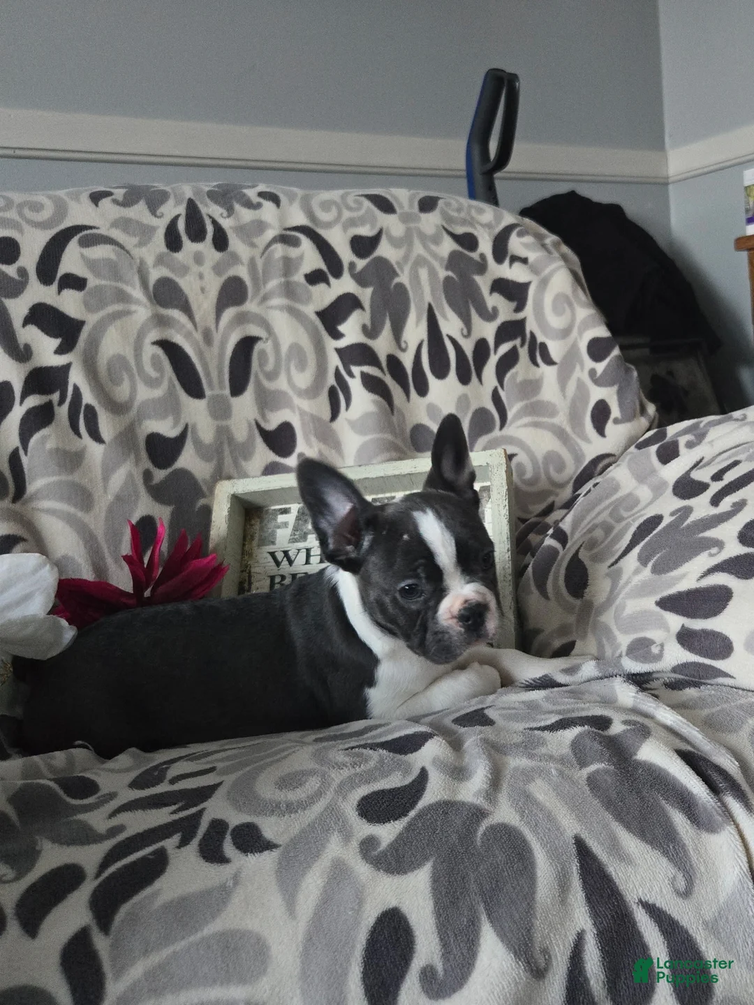 Frenchton dogs for sale: Yoko - Ad 6