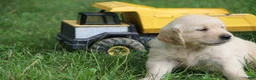 Golden Retriever dogs for sale: Golden Retriever 4 - Ad 3
