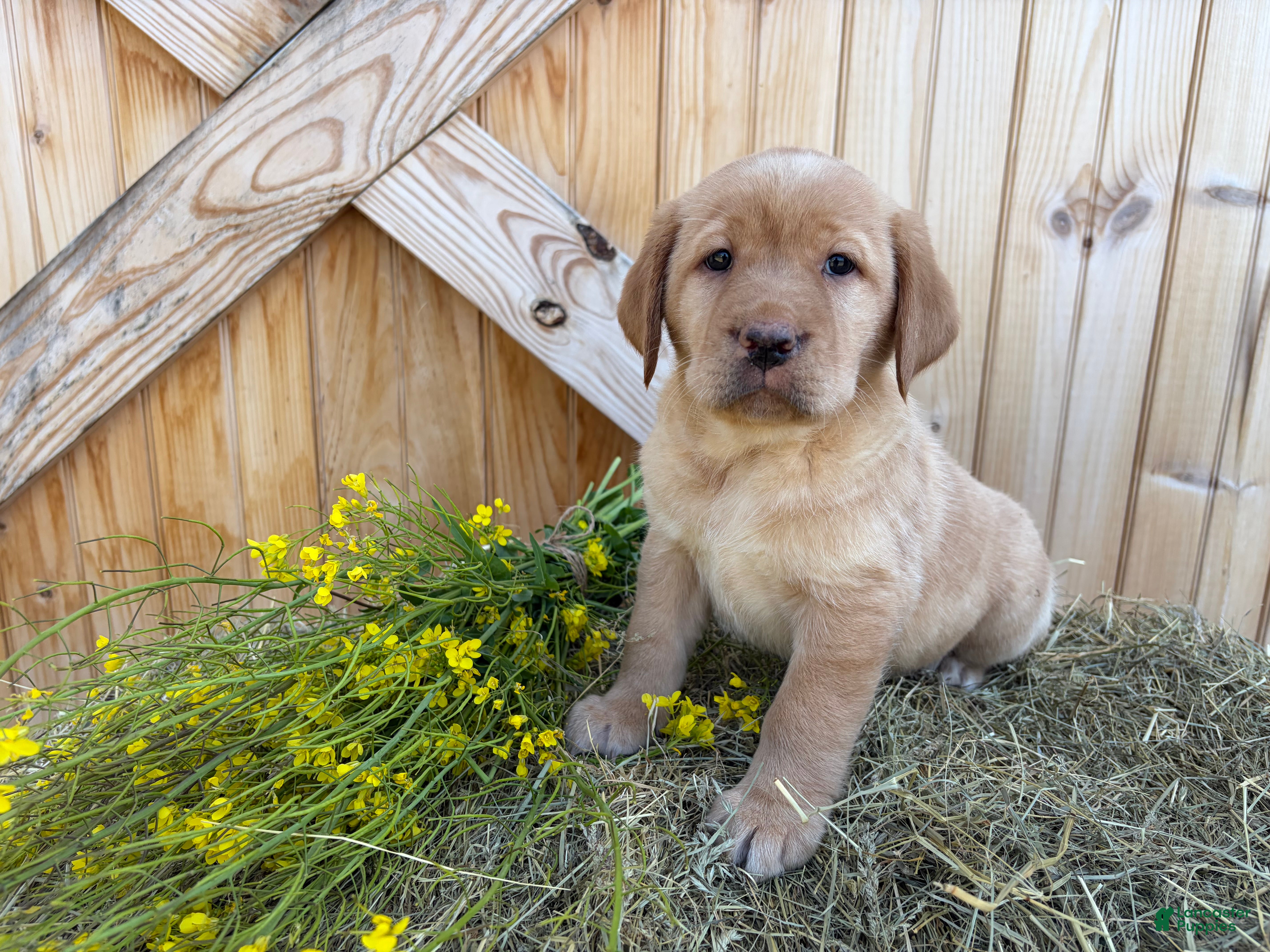 Labrador Retriever dogs Scarlette - Ad 6