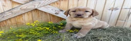 Labrador Retriever dogs for sale: Scarlette - Ad 1