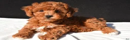 Toy Poodle dogs for sale: Theo - Ad 7