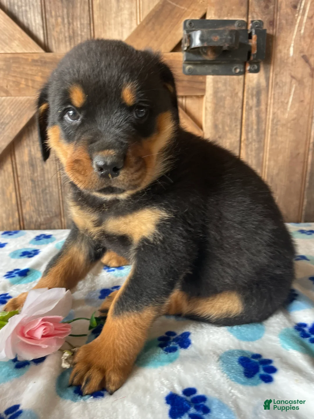 Rottweiler dogs for sale: Gatsby - Ad 2