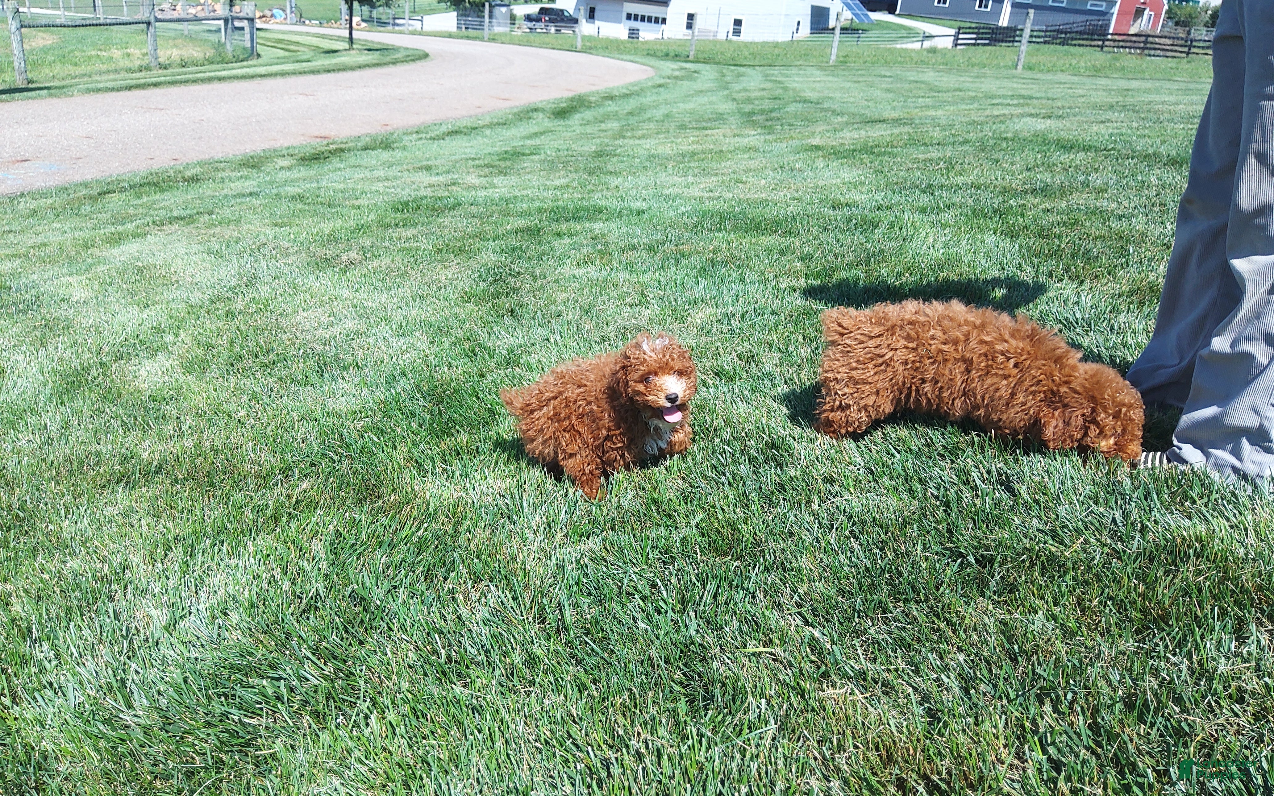 Miniature Poodle dogs Ranger - Ad 1