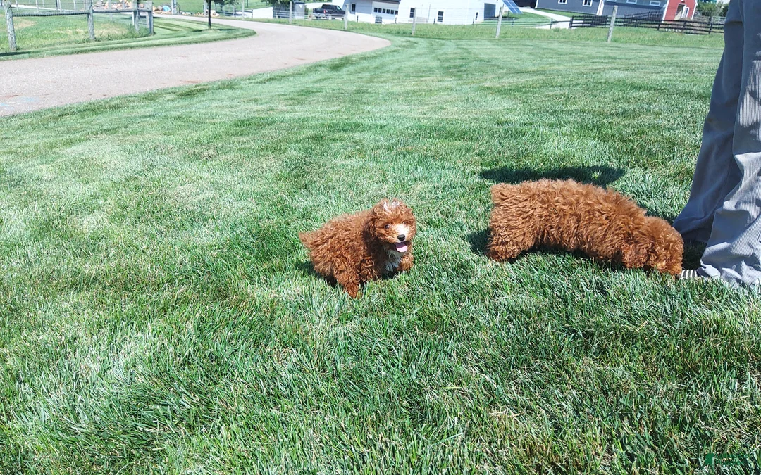 Miniature Poodle dogs for sale: Ranger - Ad 1