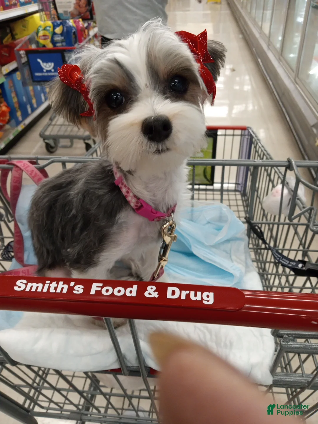 Yorkshire Terrier dogs for sale: Yorkshire Terrier Female Puppy  - Ad 2