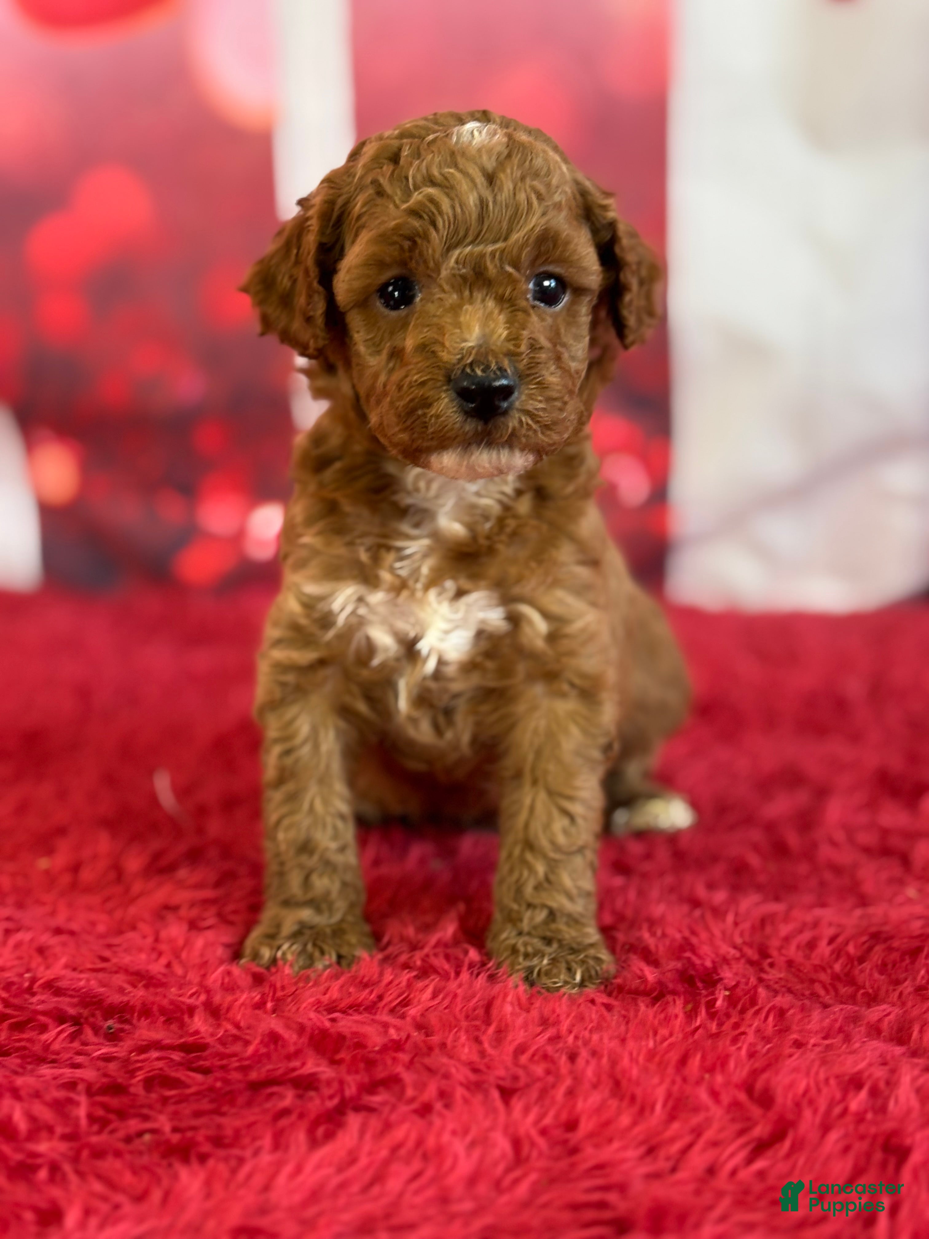 Miniature Poodle dogs Hadley - Ad 2