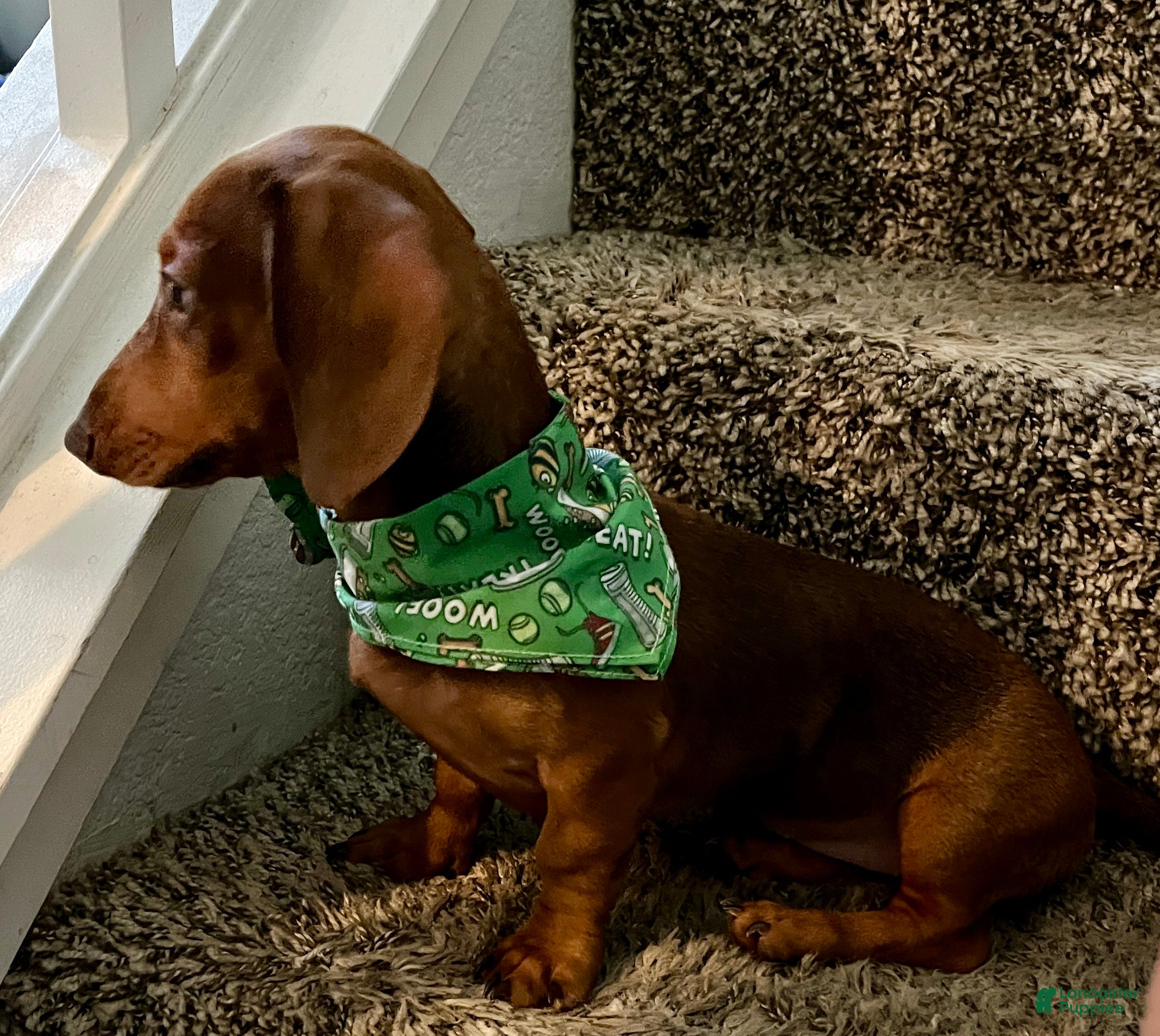 Dachshund dogs Dachshund Puppy 1 - Ad 16