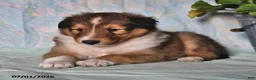 Shetland Sheepdog dogs for sale: Smokey - Ad 3