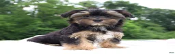 Morkie dogs for sale: Colby - Ad 4