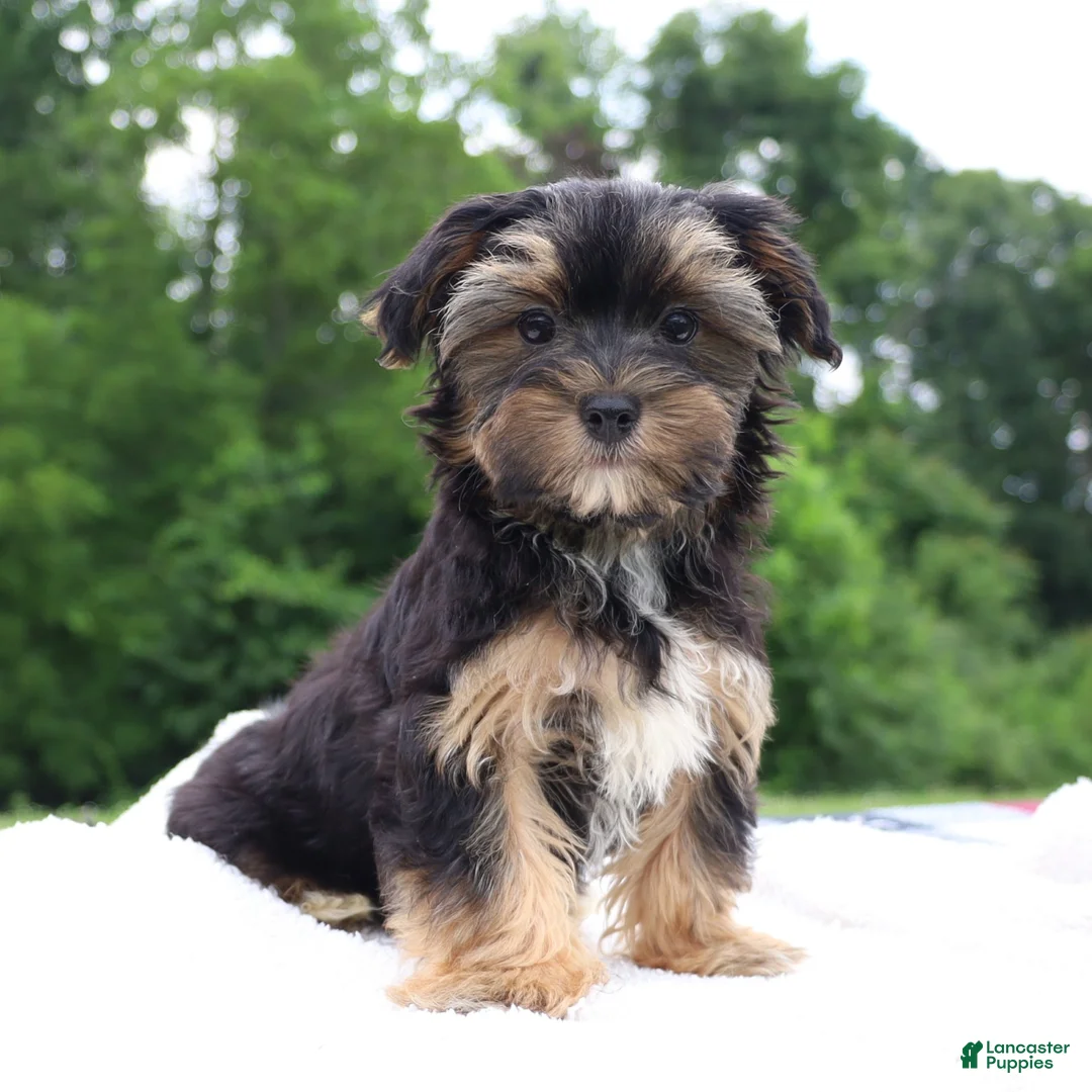 Morkie dogs for sale: Colby - Ad 6