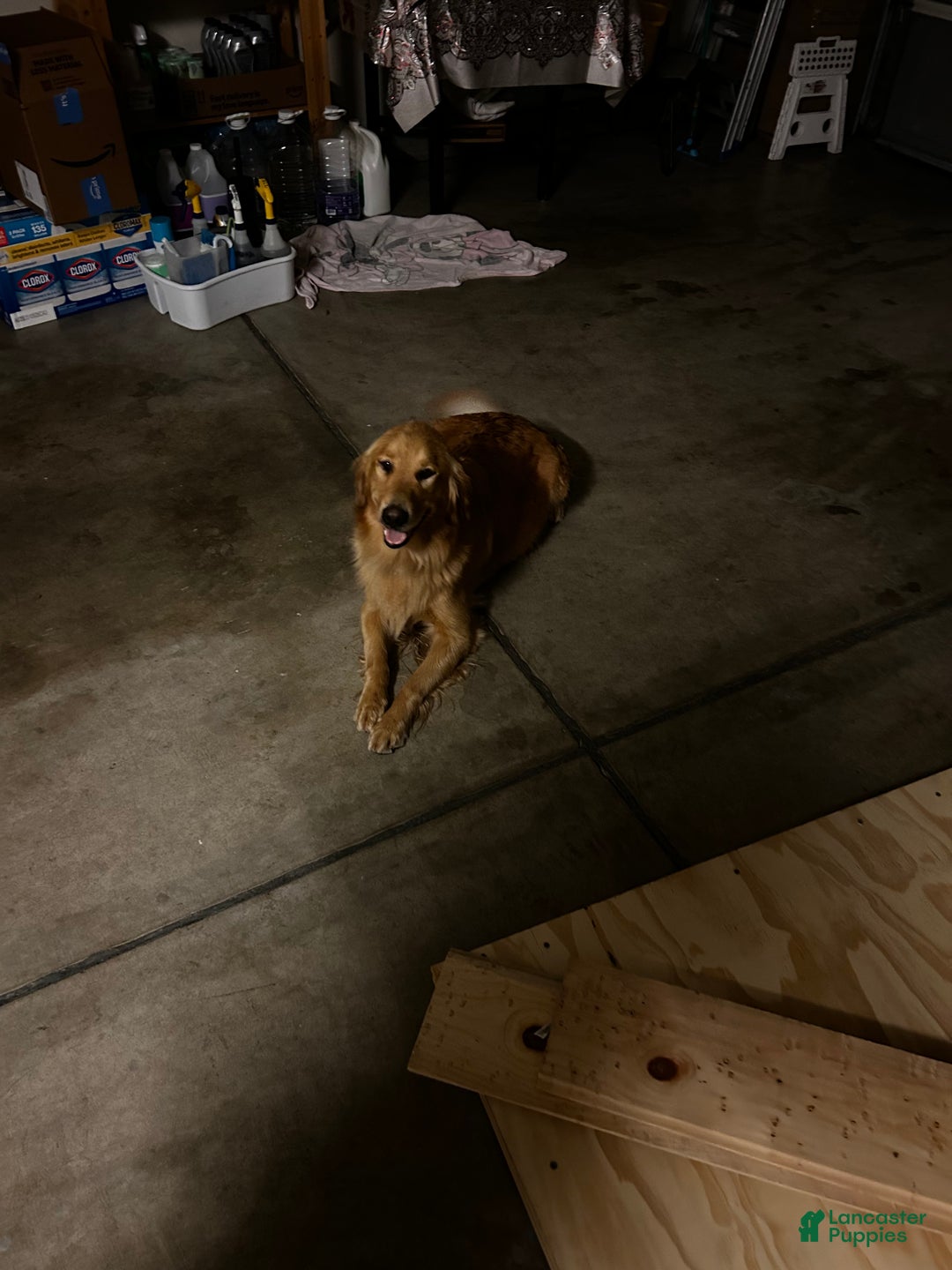 Golden Retriever dogs for sale: Purple - Ad 4