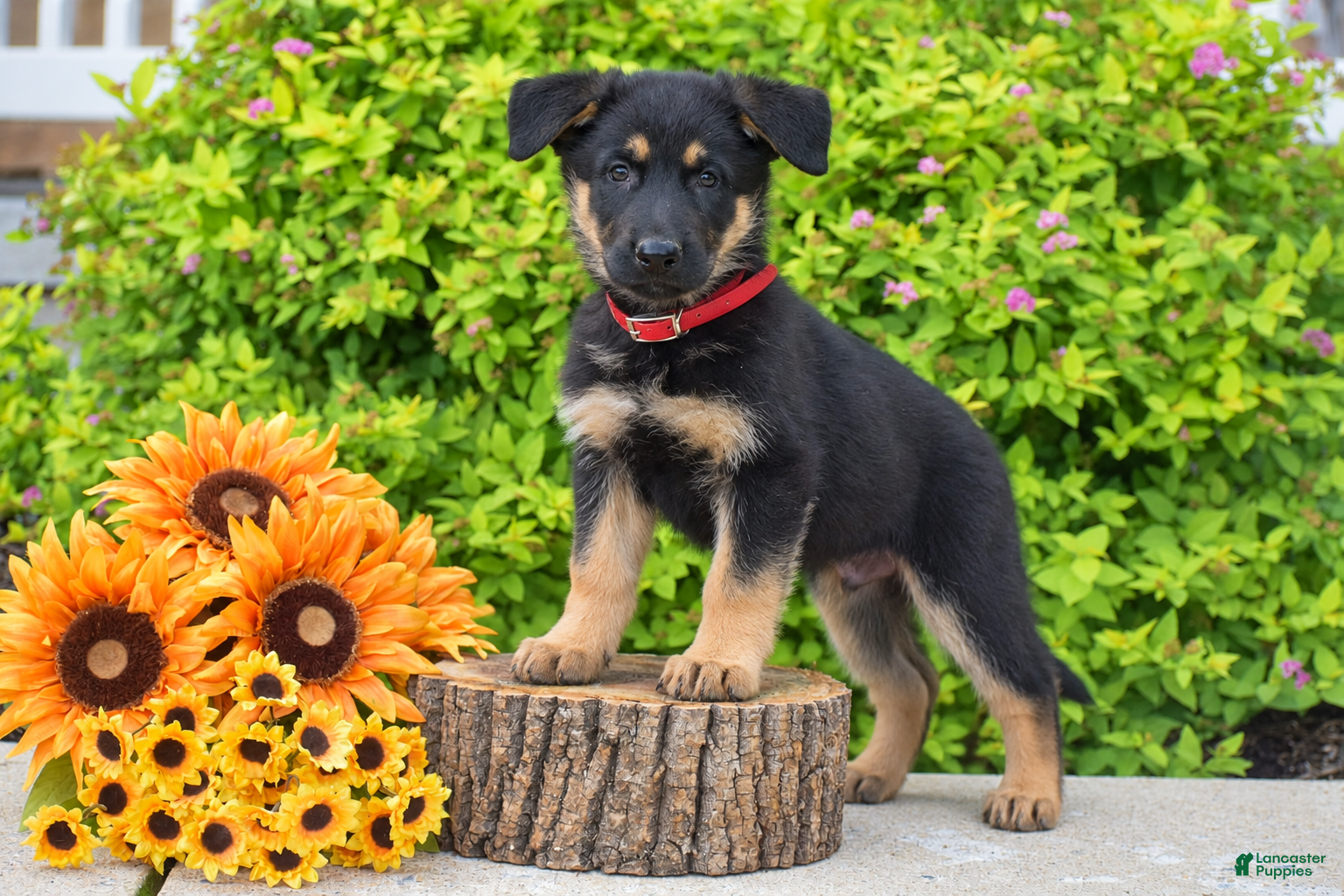 German Shepherd dogs Rusty - Ad 1