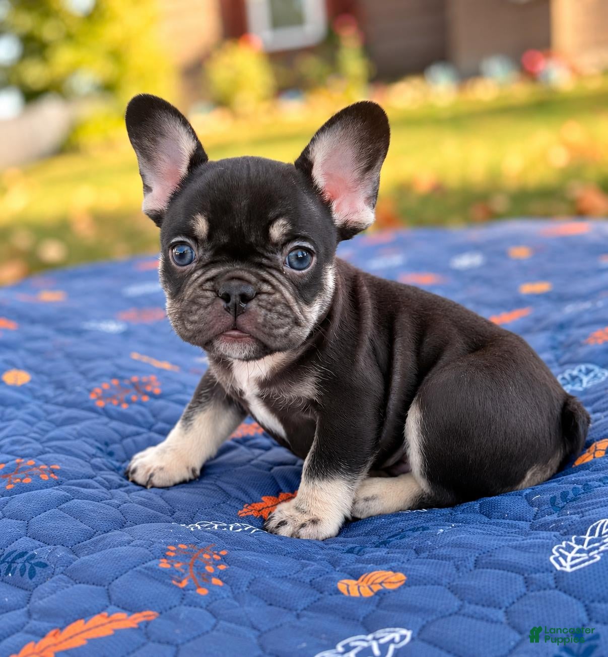 French Bulldog dogs for sale: Sammy - Ad 2
