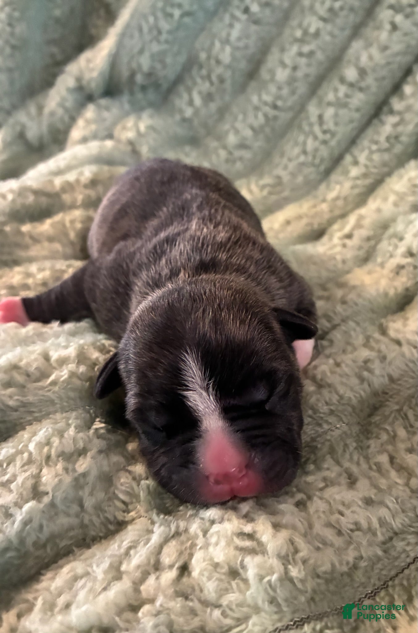 American Staffordshire Terrier dogs Boy 1 - Ad 4