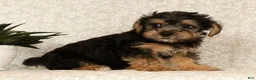 Yochon dogs for sale: Kevin - Ad 5