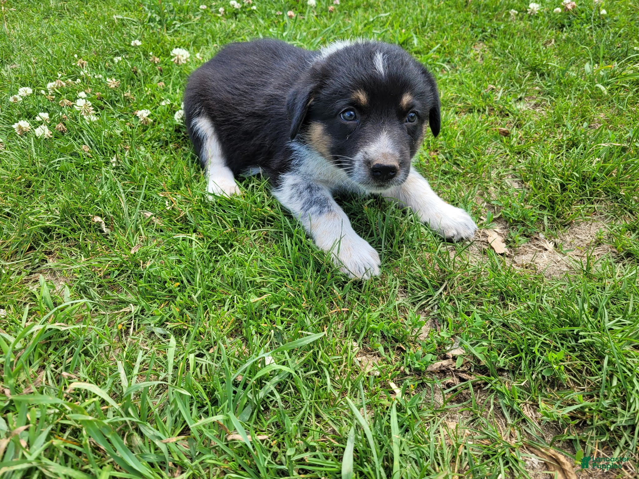 Mixed Breed dogs Linda  - Ad 1