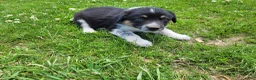 Mixed Breed dogs for sale: Linda  - Ad 1