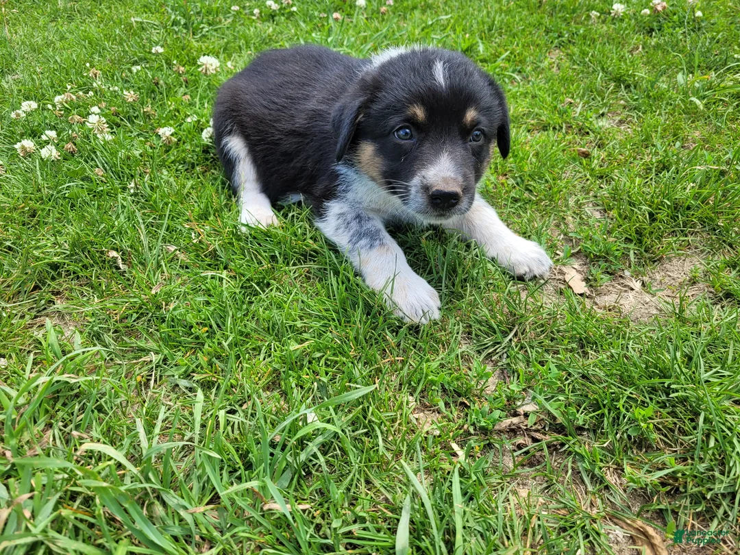 Mixed Breed dogs for sale: Linda  - Ad 1