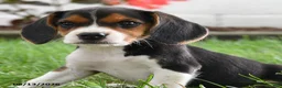 Beagle dogs for sale: Kylee - Ad 3
