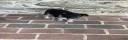 Mixed Breed dogs for sale: Burge - Ad 5
