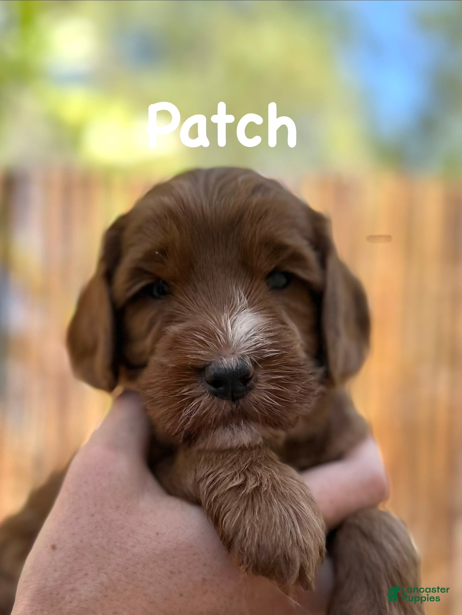 Australian Labradoodle dogs for sale: Patch - Ad 4