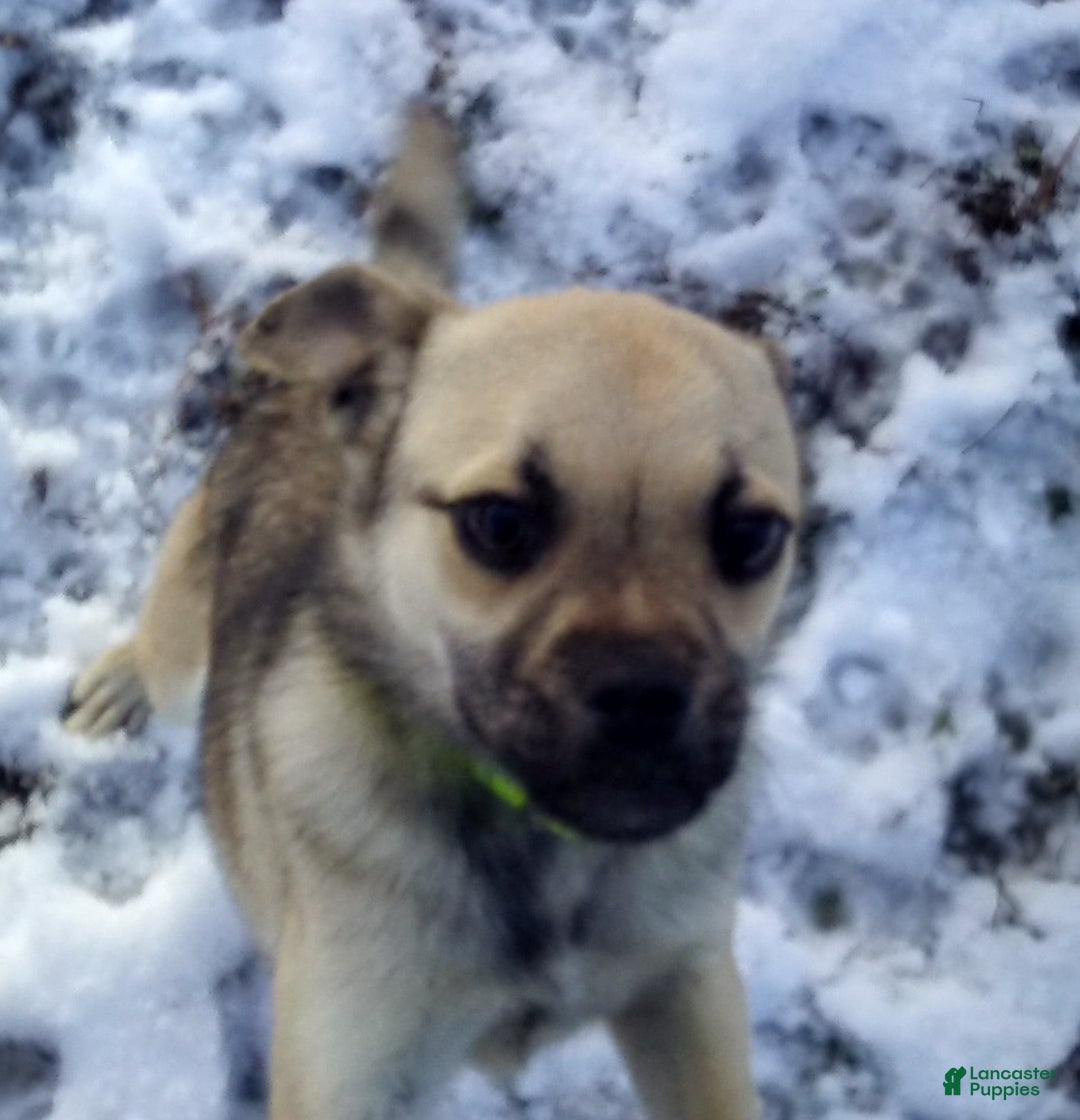 Mixed Breed dogs for sale: Fussy - Ad 9