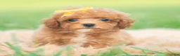 Toy Poodle dogs for sale: Bixby AKC - Ad 7