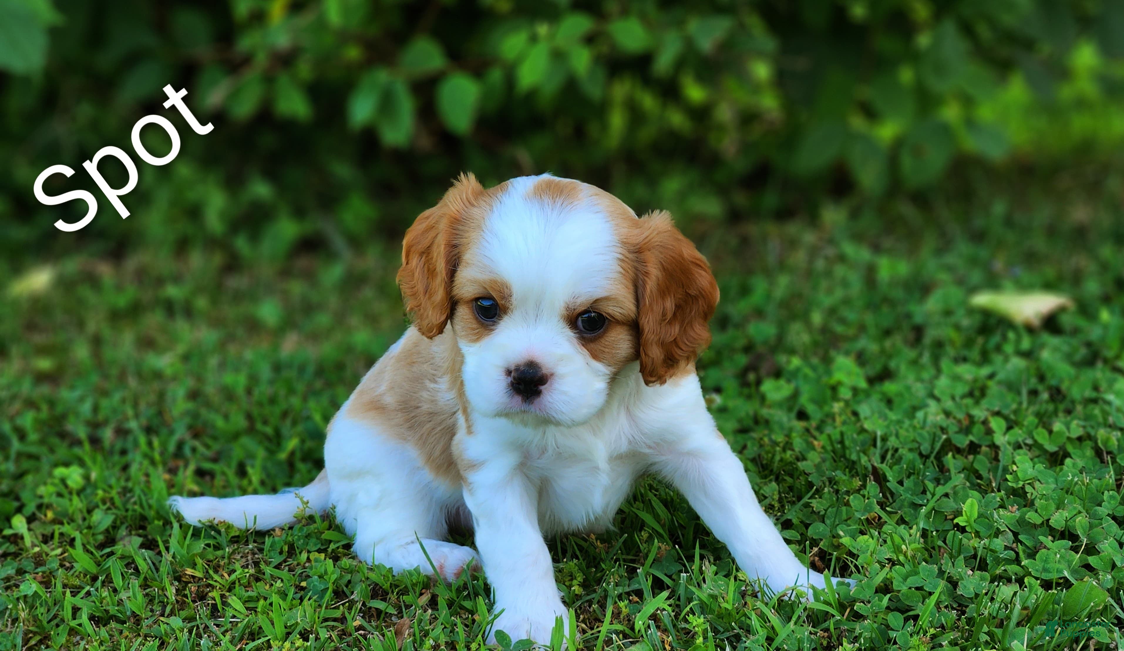 Cavalier King Charles Spaniel dogs Spot - Ad 2