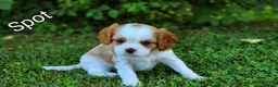 Cavalier King Charles Spaniel dogs for sale: Spot - Ad 3