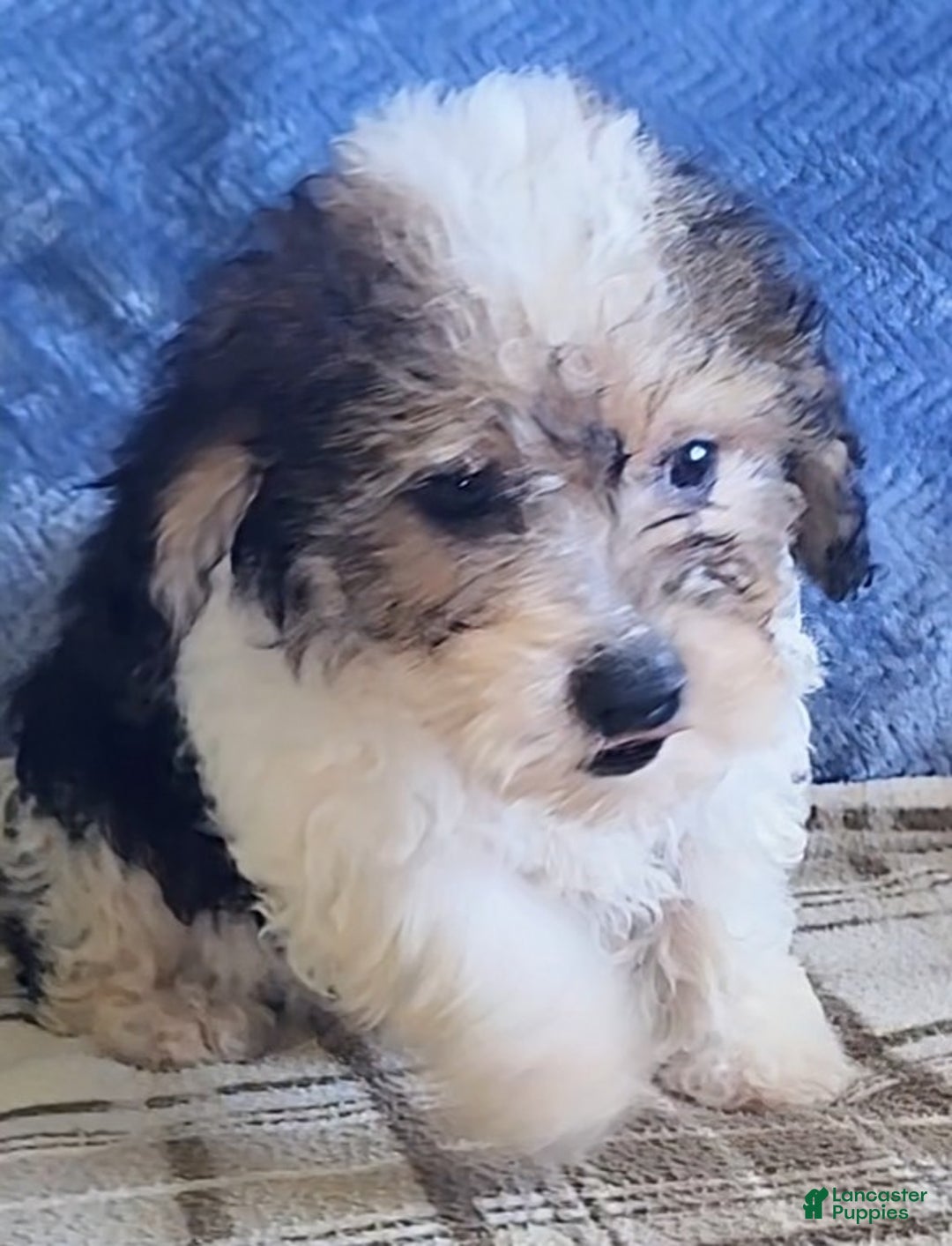 Mixed Breed dogs for sale: Max - Ad 14