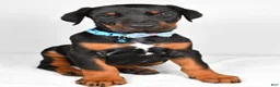 Doberman Pinscher dogs for sale: Luke - Ad 7
