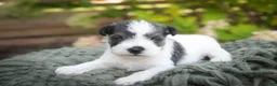 Miniature Schnauzer dogs for sale: Beauregard Miniature Schnauzer - Ad 3