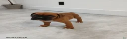 Boxer dogs for sale: Max - Ad 3
