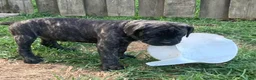 Cane Corso dogs for sale: Cane Corso 6 - Ad 11