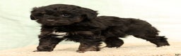 Mini Aussiedoodle dogs for sale: Sally - Ad 5