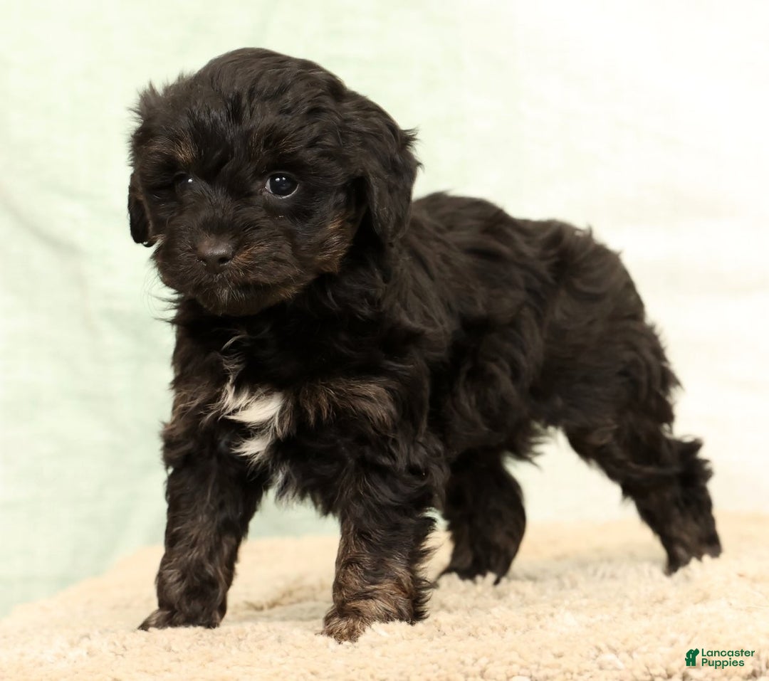Mini Aussiedoodle dogs for sale: Sally - Ad 5