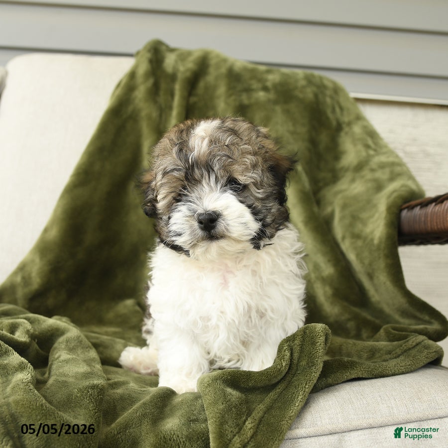 Mixed Breed dogs for sale: Larry - Ad 2