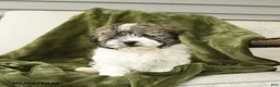 Mixed Breed dogs for sale: Larry - Ad 1