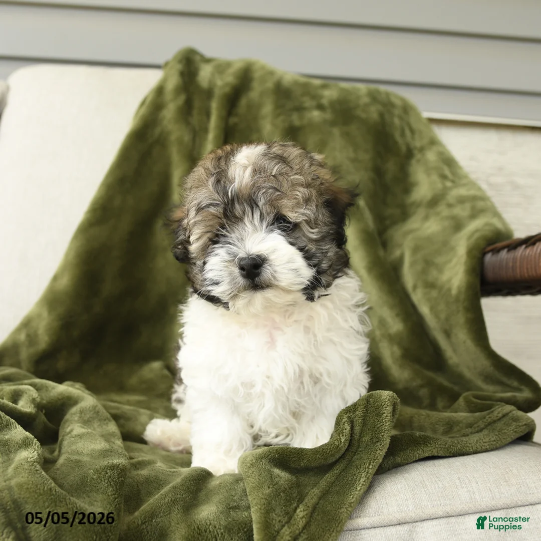 Mixed Breed dogs for sale: Larry - Ad 1