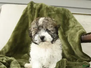 Mixed Breed dogs for sale: Larry - Ad 2