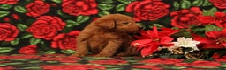 Mini Goldendoodle dogs for sale: Claus - Ad 2
