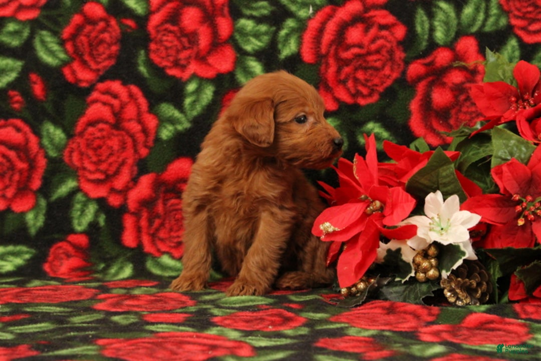 Mini Goldendoodle dogs for sale: Claus - Ad 2