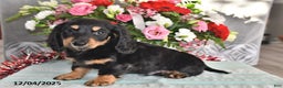 Miniature Dachshund dogs for sale: Rocky - Ad 4