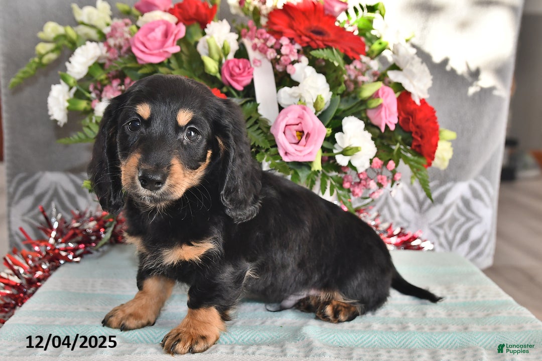Miniature Dachshund dogs for sale: Rocky - Ad 4