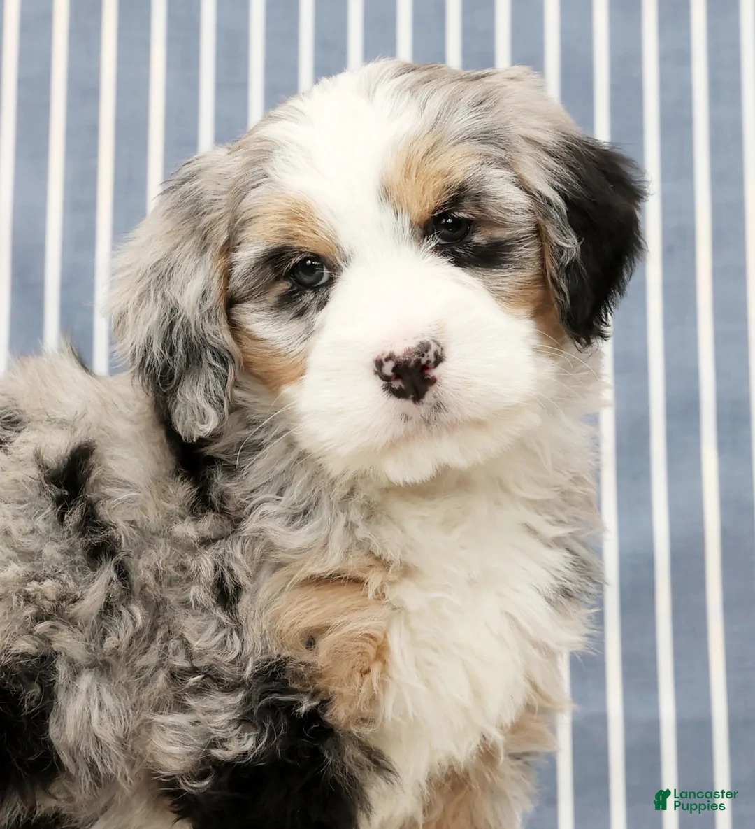 Mini Bernedoodle dogs for sale: Trina - Ad 9