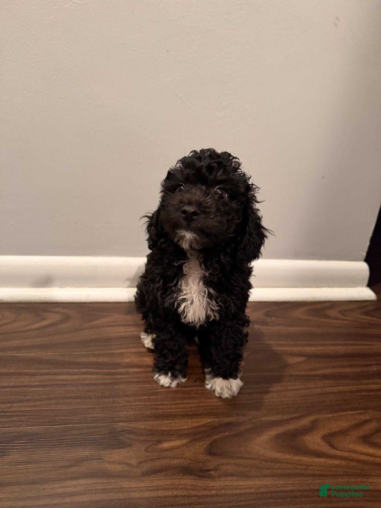 Miniature Poodle dogs for sale: ORIEO - Ad 2
