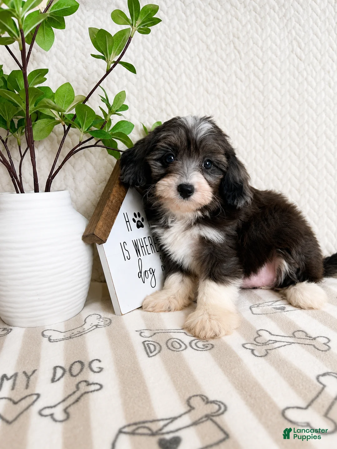 Mini Aussiedoodle dogs for sale: Avery - Ad 5