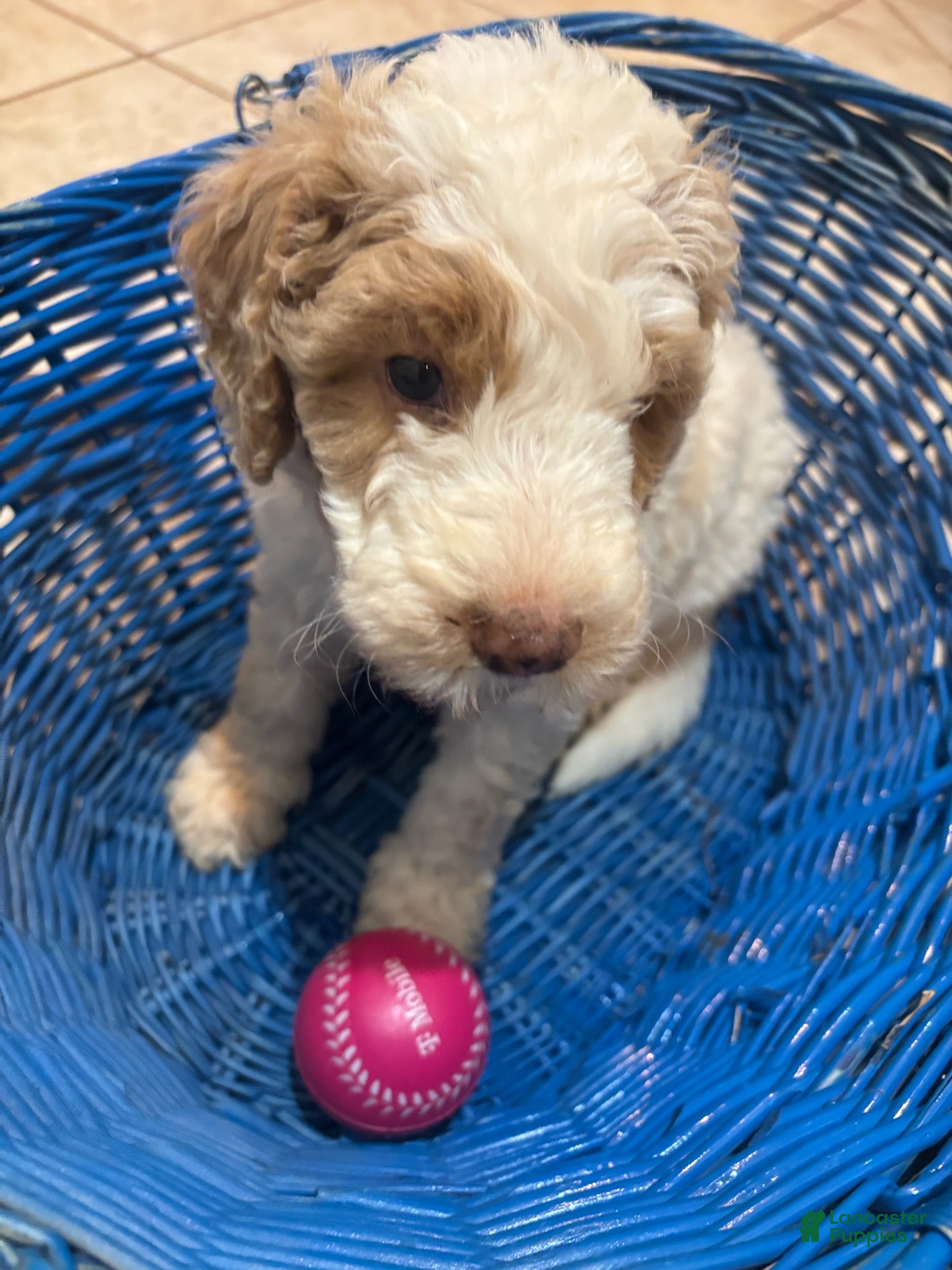 Mini Bernedoodle dogs for sale: Dahlia - Ad 1