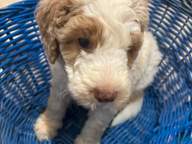 Mini Bernedoodle dogs for sale: Dahlia - Ad 1