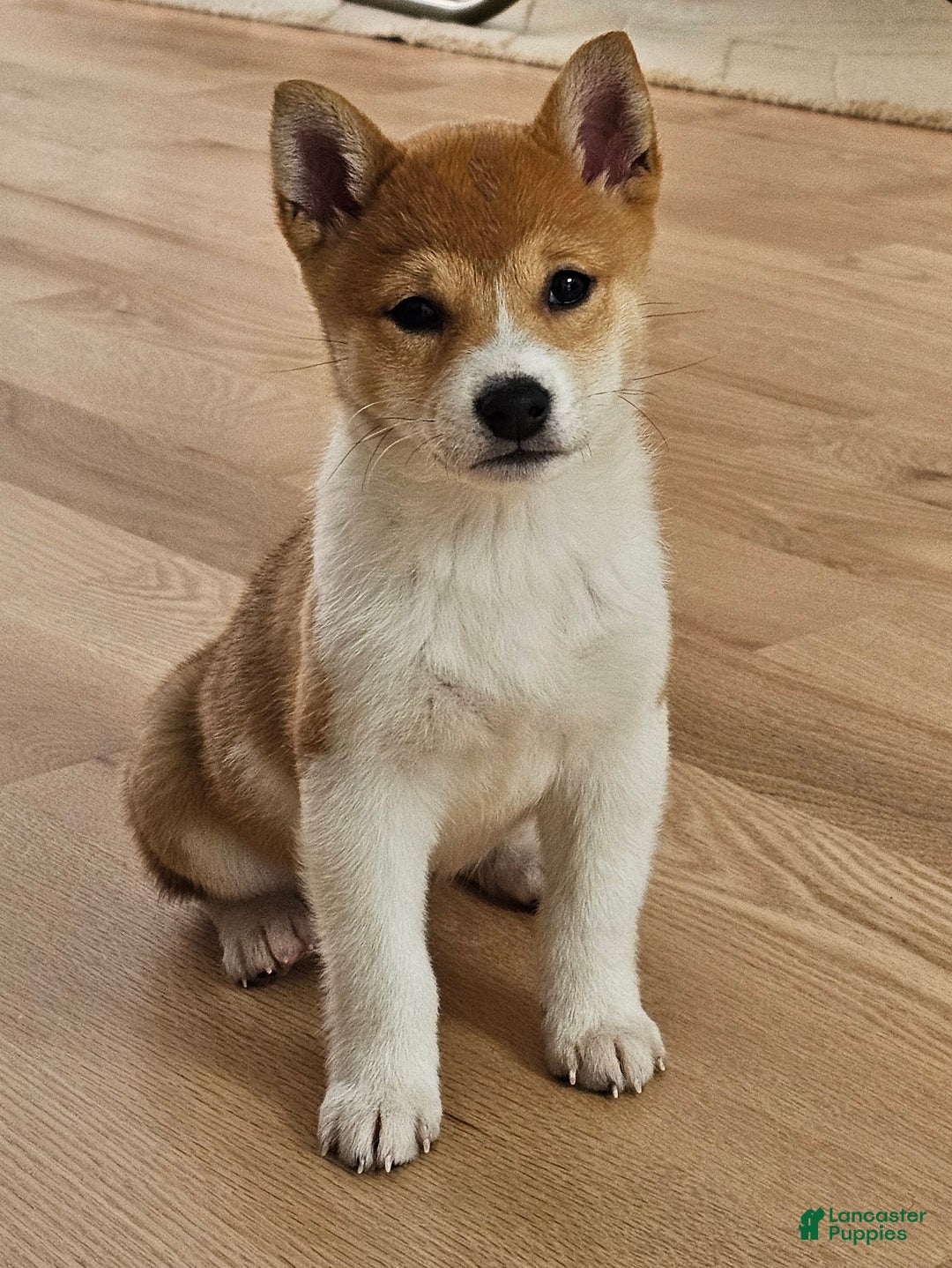 Shiba Inu dogs for sale: Female Shiba Inu Puppy - Ad 5